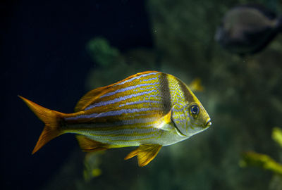 Close-up of fish swimming in sea