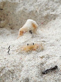 Close-up of crab on sand at beach