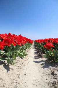 Red flowering plants on field against clear sky