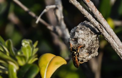 Close-up of insect on plant