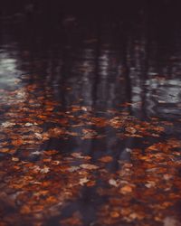 Reflection of autumn leaves in puddle