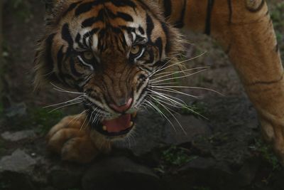 Close-up of a cat