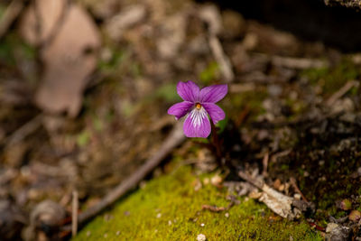 Close-up of pink crocus flowers on field