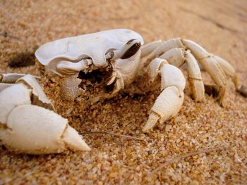 Close-up of crab skeleton on beach
