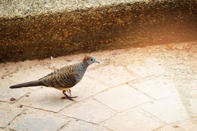 High angle view of bird on sidewalk