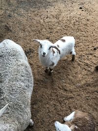 High angle view of goat on field