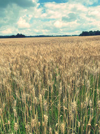 View of stalks in field against cloudy sky