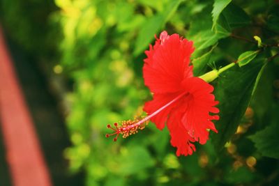 Close-up of red flower in park