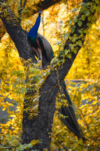 Bird perching on a tree