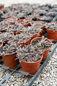 High angle view of potted plant