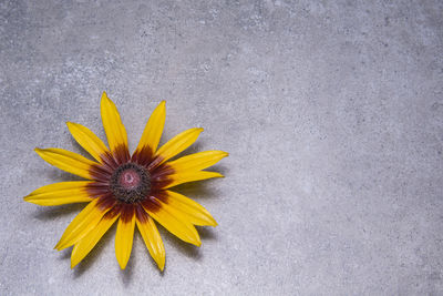 Directly above shot of yellow flowering plant