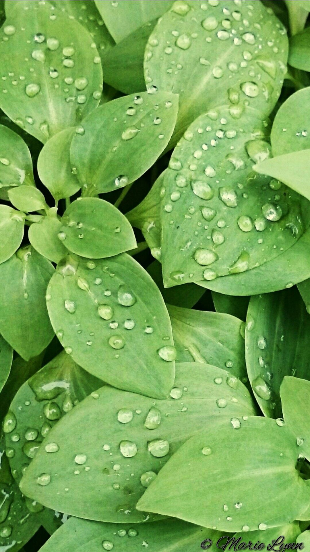 Leaves and rain drops