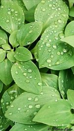 Full frame shot of leaves on water