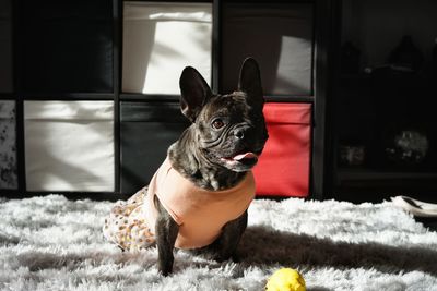 Dog looking away while sitting on rug at home