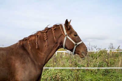 View of horse on field against sky