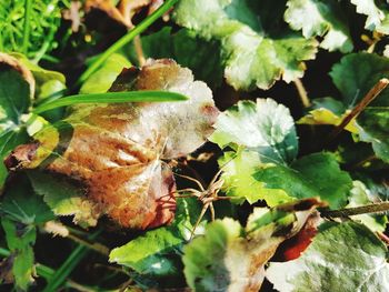 Close-up of insect on leaves