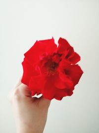 Close-up of hand holding red rose against white background