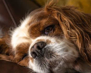 Close-up of a dog