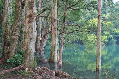 Trees by lake in forest