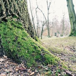 Trees in forest