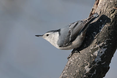 Low angle view of bird perching on tree against sky