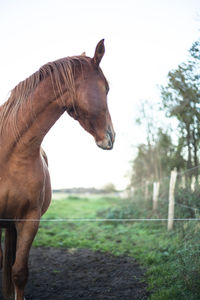 Horse standing in field against sky