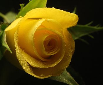 Close-up of yellow rose blooming against black background