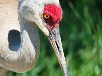 Close-up of a bird