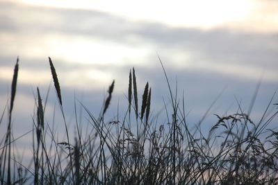 Close-up of grass against sky