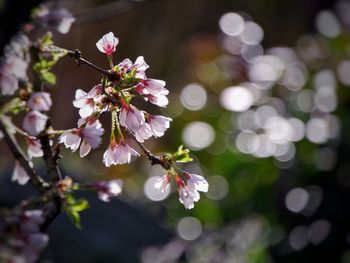 Close-up of cherry blossom tree with bokeh light