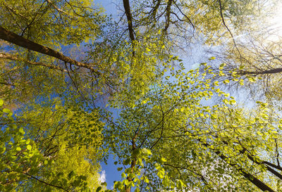 Low angle view of trees against sky