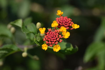 Close-up of yellow flowering plant growing in garden