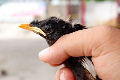 Close-up of a hand holding small bird