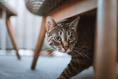 Close-up portrait of a cat