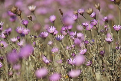 Close-up of pink flowering plants on land