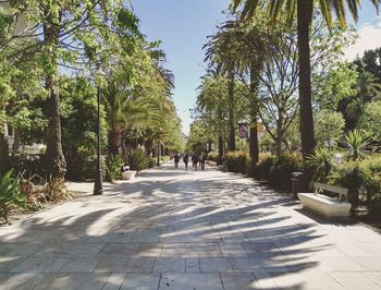 Pathway along trees in park