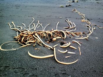 High angle view of bull kelp at sandy beach