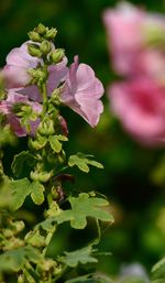 Close-up of purple flowering plant