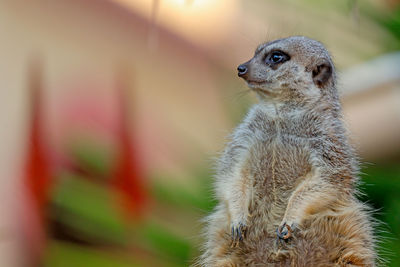 Close-up of a meerkat