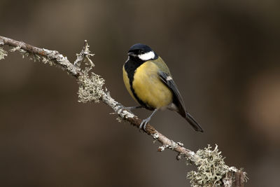 Close-up of bird perching on branch