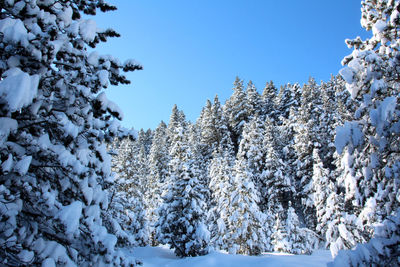 Snow covered trees against clear blue sky