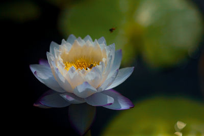 Lotus flower with pollen in the swamp