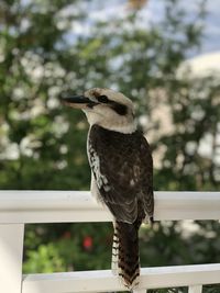 Bird perching on a railing