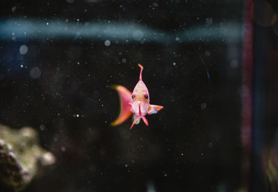 Close-up of fish swimming in sea