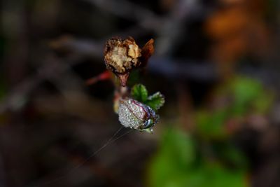 Close-up of wilted flower