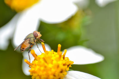 Close-up of insect on flower