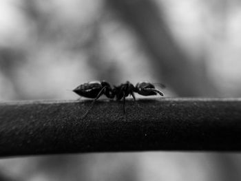 Insect on leaf