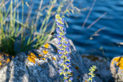 Close-up of butterfly on purple flowering plant