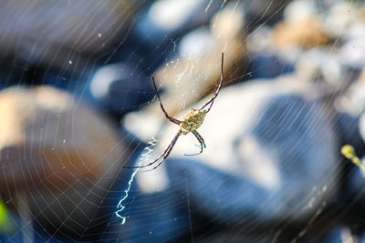 Close-up of spider and web