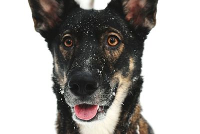 Close-up portrait of black dog against white background
